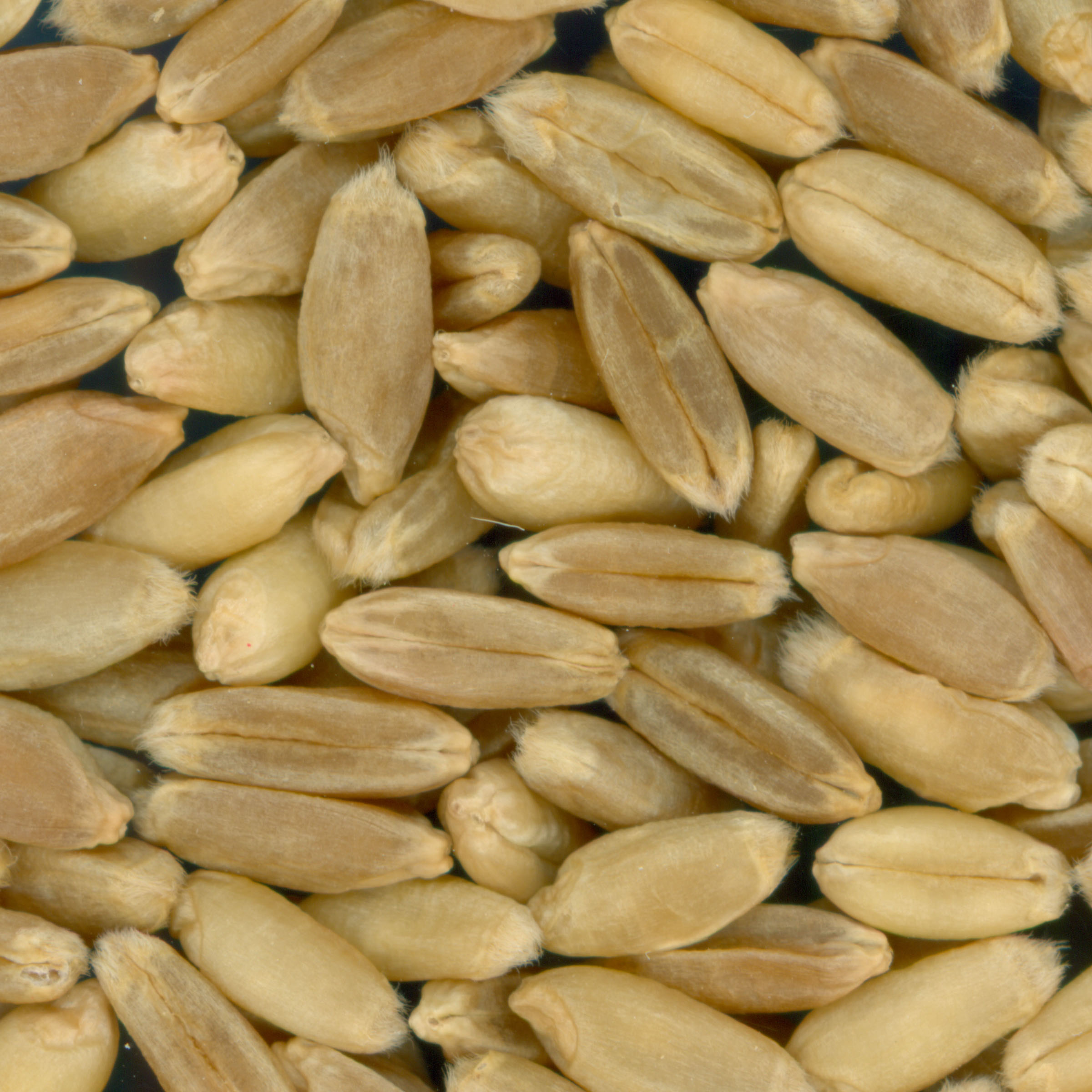 Click for 2 image(s) for this accession. KERNELS